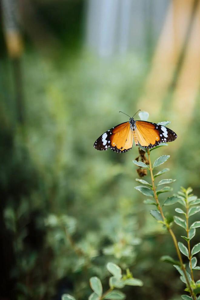 交付即热！月租跳涨至15万耀胜新世界价值藏不住了(图2)