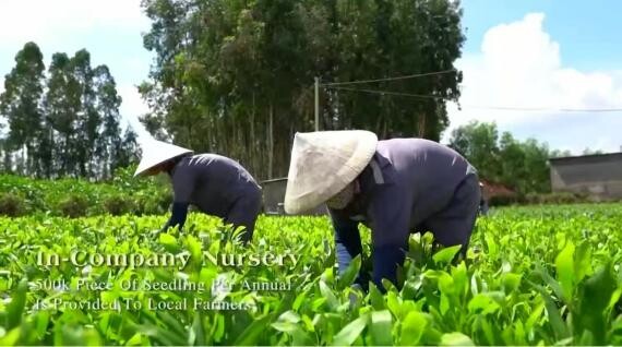 日本VECO板材使用的原材料为什么是最天然的？