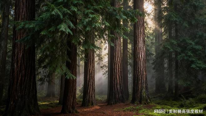 产品质造局香杉FOSB定义高端家居板材新标准(图2)