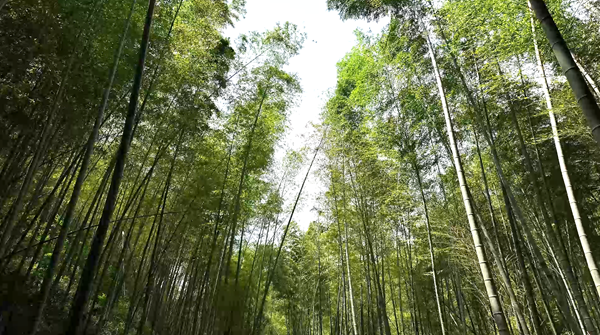 双牌竹产业再添“智造”新品 轻质竹铝免漆板填补高端空白(图6)