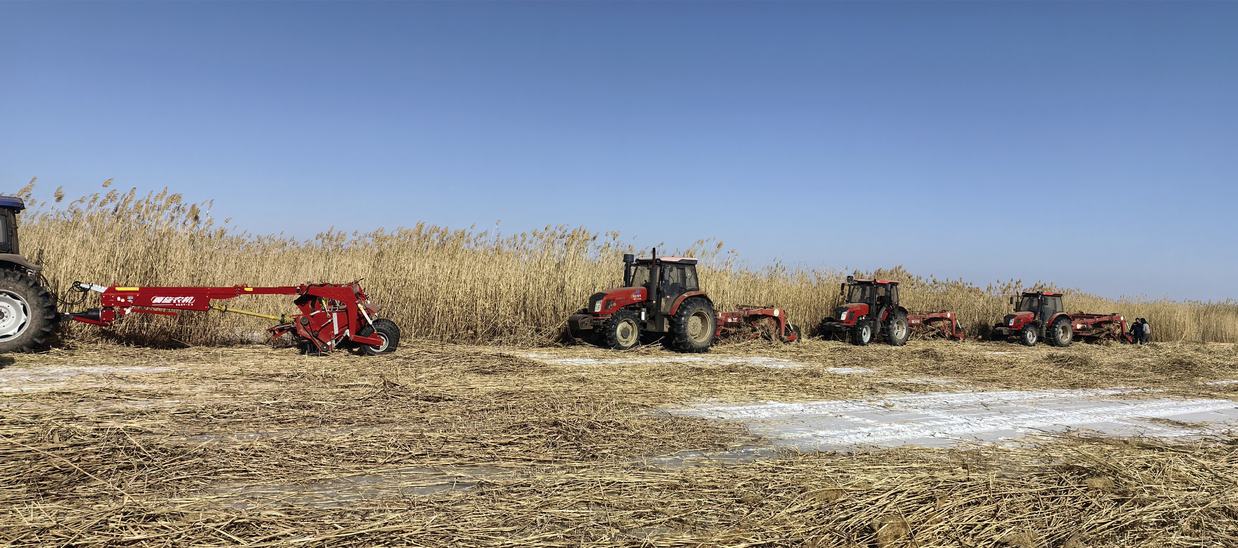 新春走基层丨乌梁素海芦苇变身记