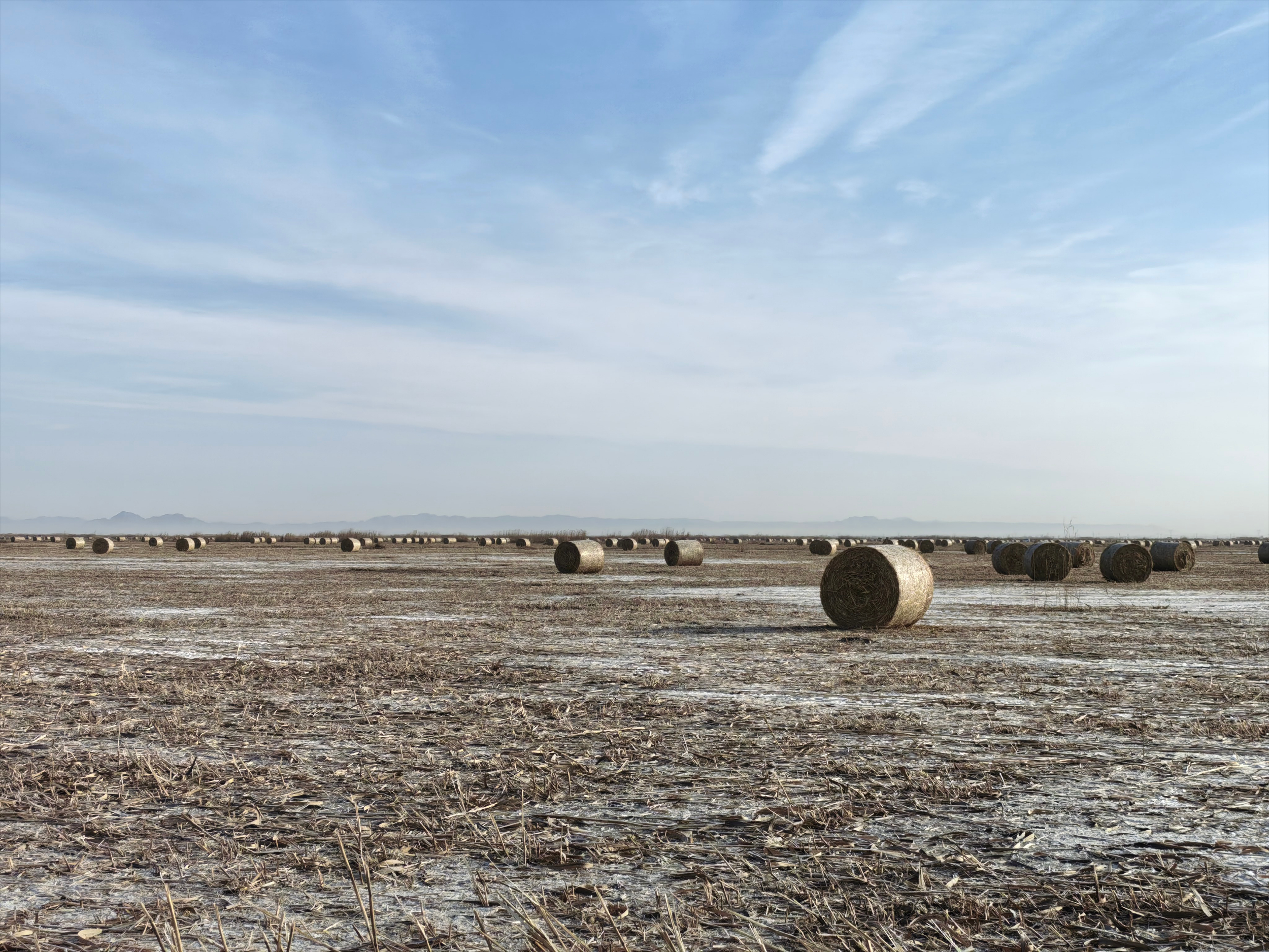 新春走基层丨乌梁素海芦苇变身记(图2)